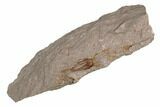 Fossil Eocrinoid (Ascocystites) - El Kaid Rami, Morocco #188608-1